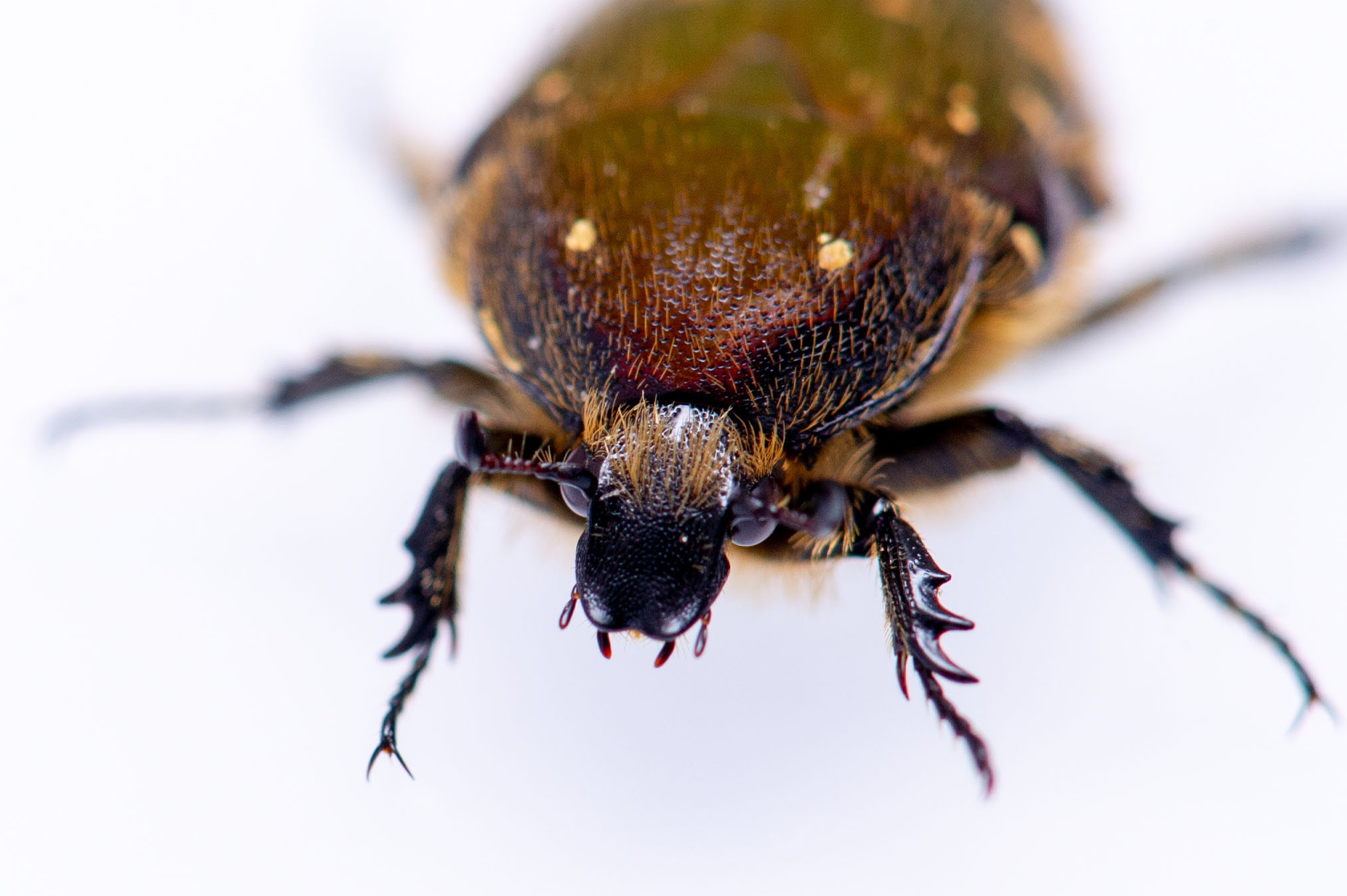 コアオハナムグリ | 虫の写真と生態なら昆虫写真図鑑「ムシミル」