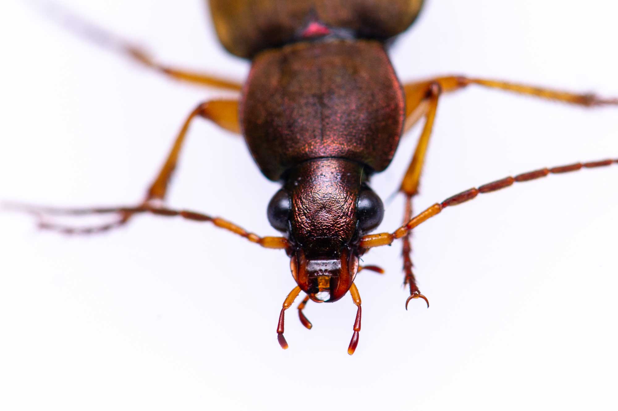 オオアトボシアオゴミムシの特徴を写真で紹介 | 虫の写真と生態なら