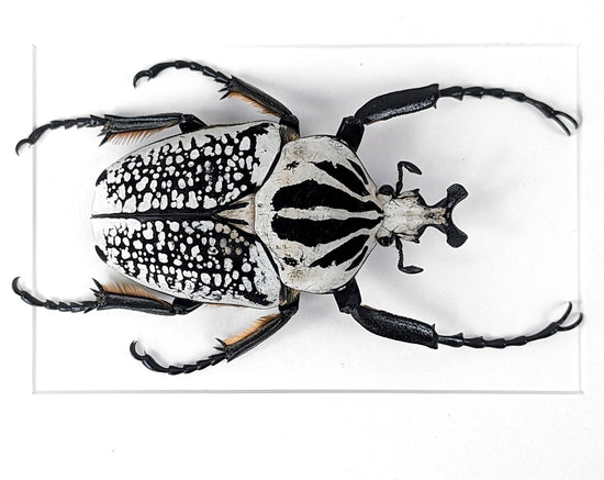 Real framed beetle, Goliathus orientalis male insect in picture