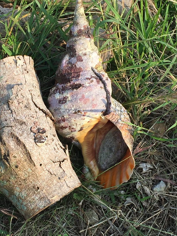 巨大な法螺貝（ホラ貝）の研磨と激臭との奮闘記 | 石垣・遊び