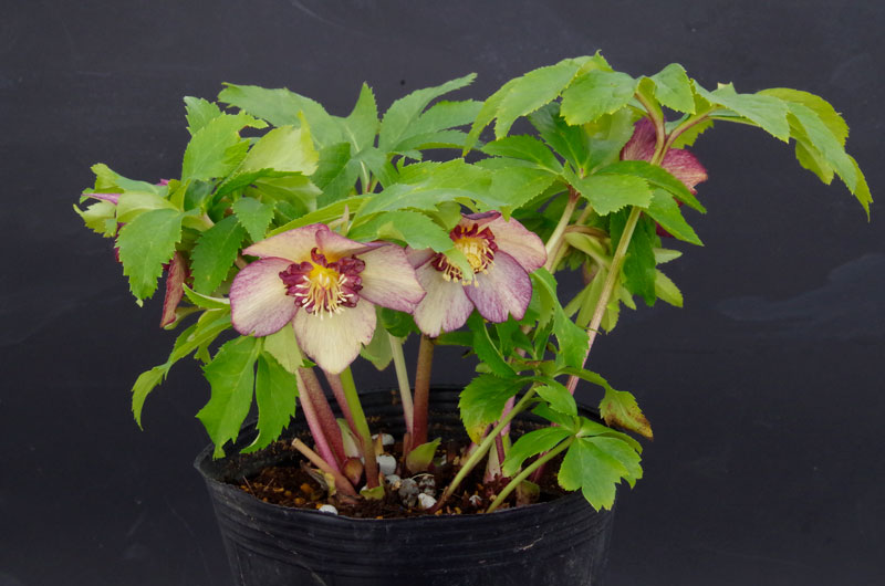 2019年2月1日 クリスマスローズ販売ゴールド系交配入荷。その2。 野田