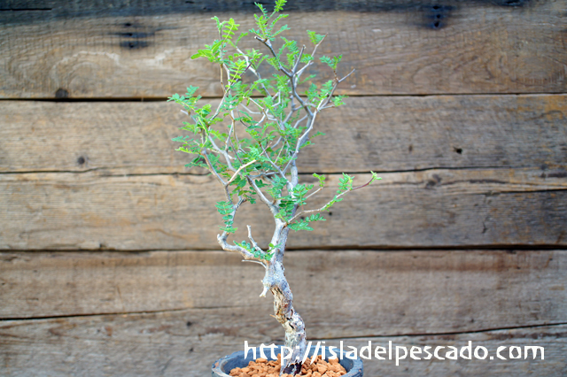 isla del pescado - Operculicarya borealis-オペルクリカリア・ボレアリス