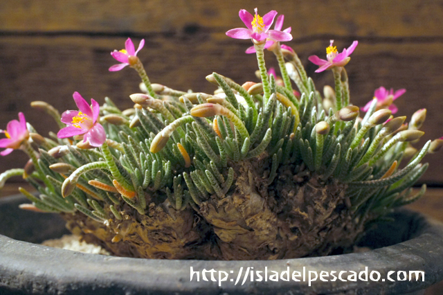 isla del pescado - Avonia quinaria-アボニア・クイナリア