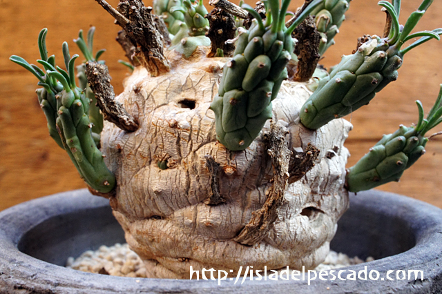 isla del pescado - Euphorbia ramiglans-ユーフォルビア・ラミグランス