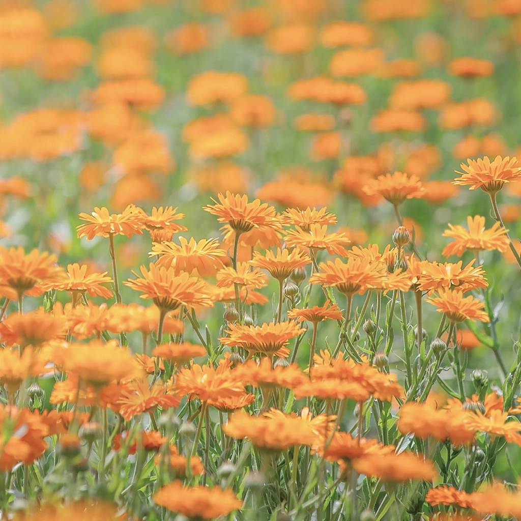 The Rest Gift（ゆず＆もみ）｜ナチュラルアイランド：北海道スキンケア