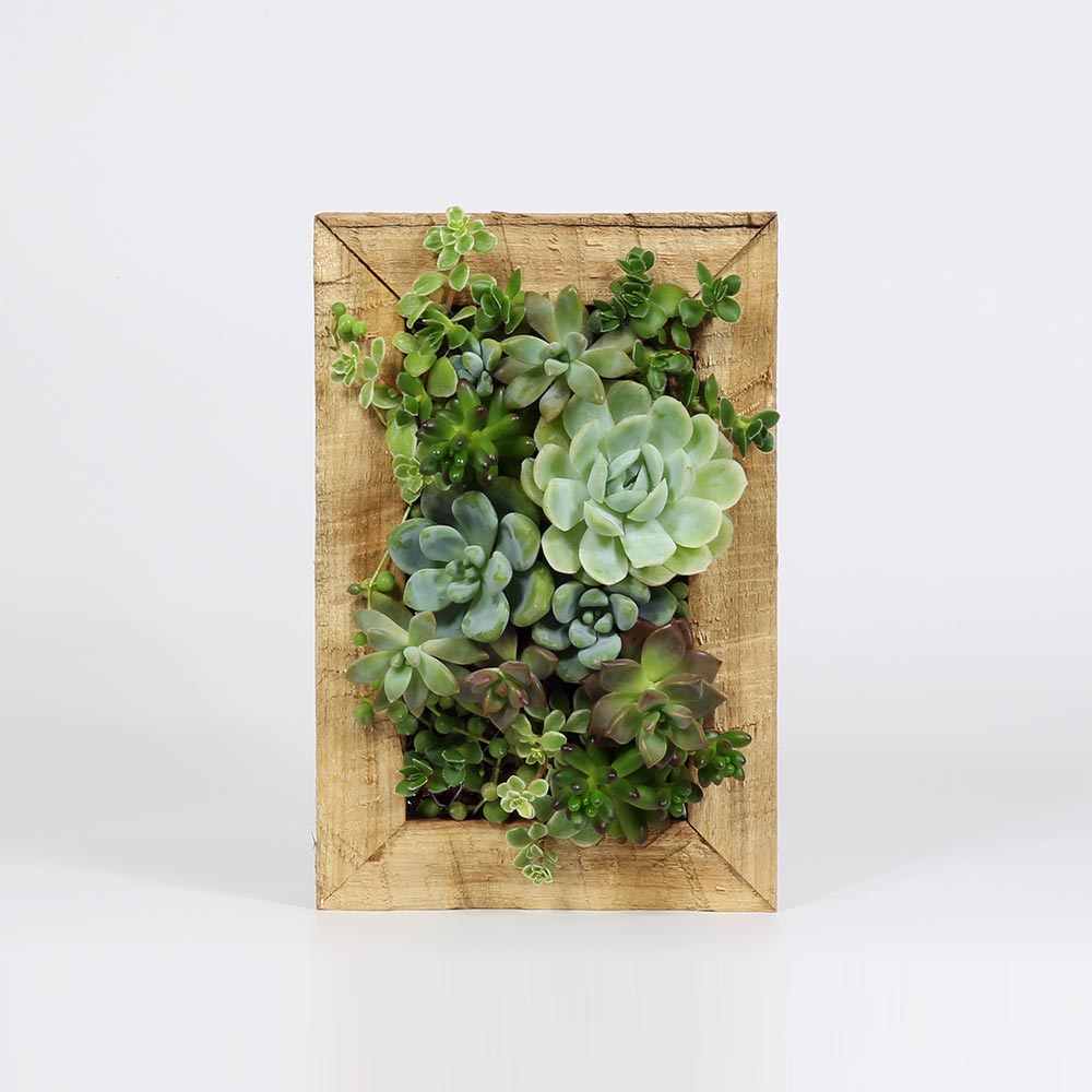 多肉植物の寄せ植えアートフレーム｜壁掛け額縁アレンジ