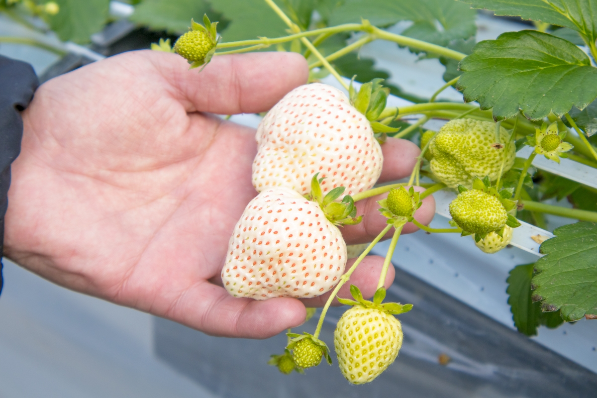 草野いちご園 | 生産者 | いわきのめぐみNavi