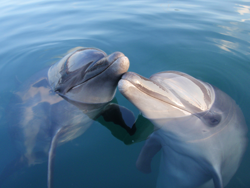 伊東観光】伊東でイルカと触れ合おう！「ドルフィンファンタジー」｜道