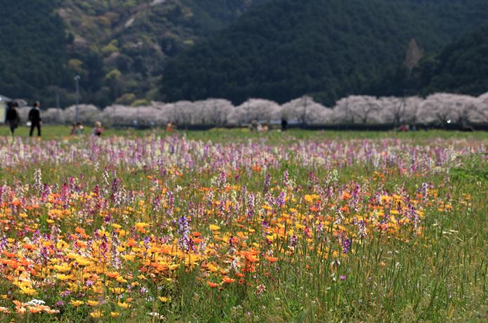 2026年版】松崎町へ「桜並木と田んぼをつかった花畑」を見に行こう