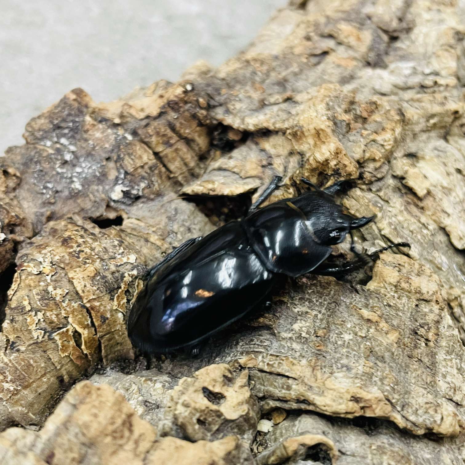 マンディブラリスフタマタクワガタの販売 2026年 ペットショップJaRep