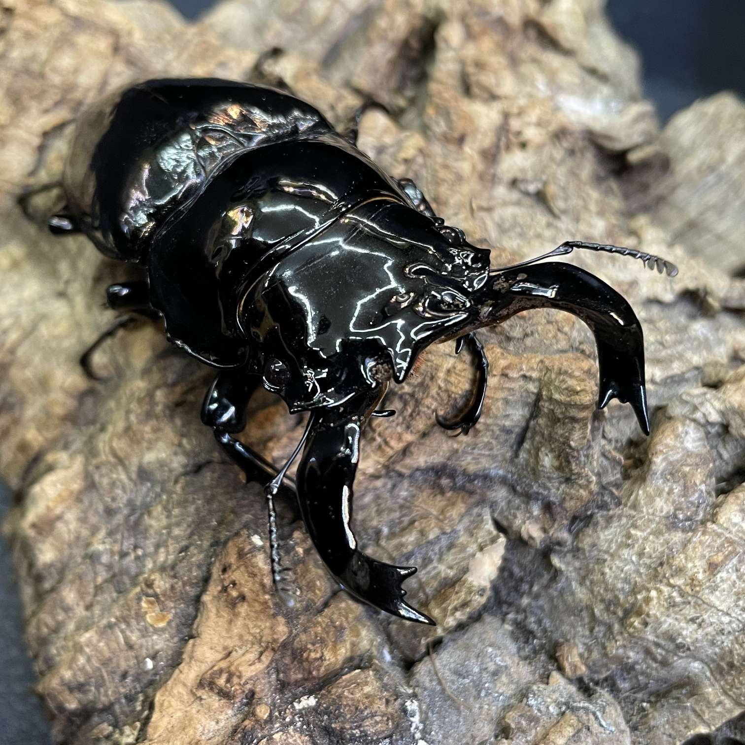 タランドゥスオオツヤクワガタの販売 2026年 ペットショップJaRep