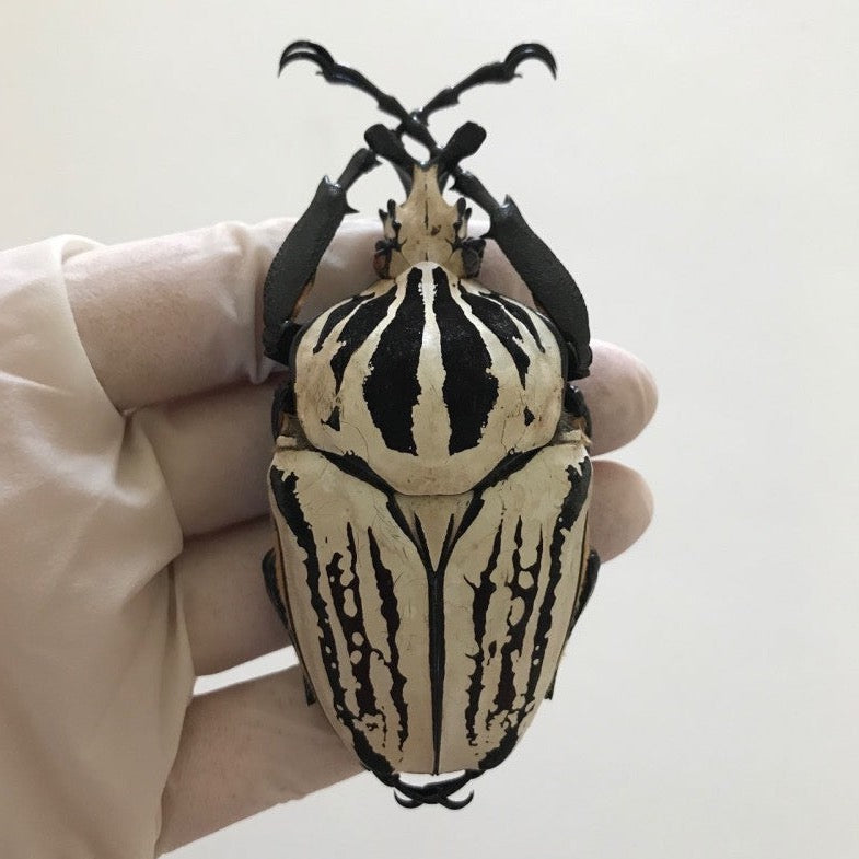 Oriental Goliath Beetle (Goliathus orientalis preissi) – James