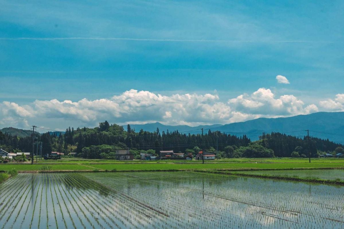 水田、棚田を探してソロドライブ。水鏡の絶景を拝む！| JAF Mater