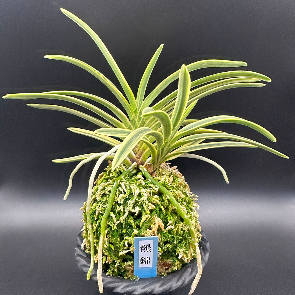 宝石のような観葉植物のお店 【Jewelry Plant】 富貴蘭 羆錦 ひぐま