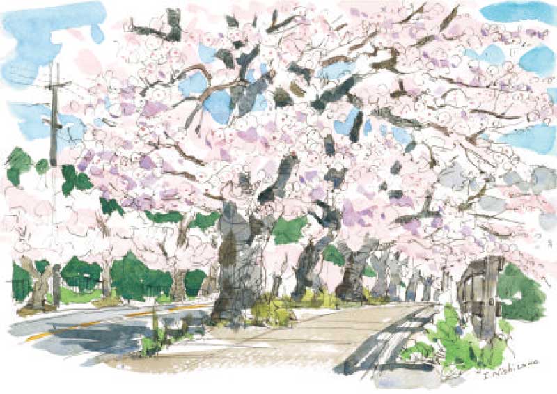 桜並木」- 私の好きな風景 | 天理時報オンライン