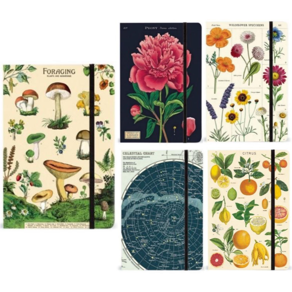 雑貨卸、雑貨仕入れ（【CAVALLINI】カバリーニ ラージノートブック 横