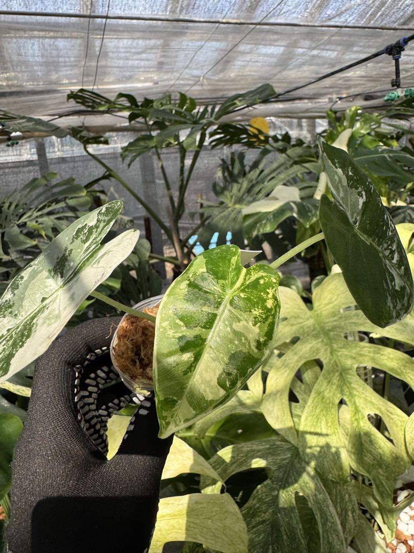 アロカシア グリーンベルベット 斑入り | 2号（2寸ポリポット） 希少