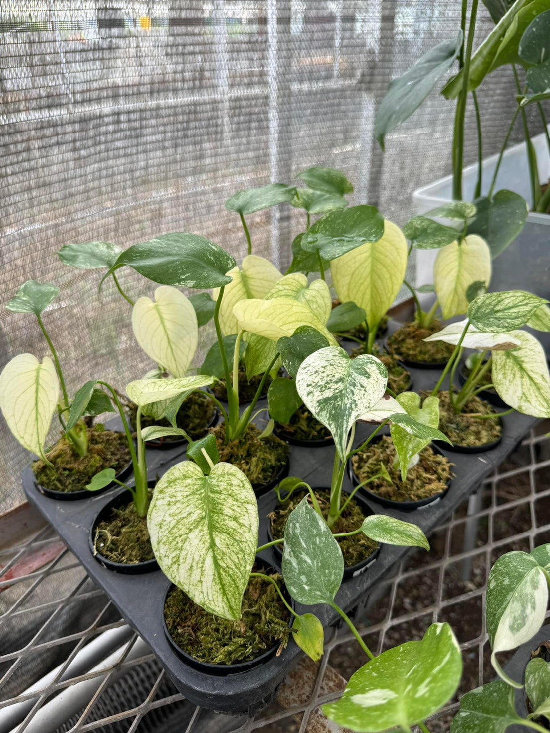 モンステラ デリシオーサ ホワイトモンスター 天津蘭 斑入り 3号 希少