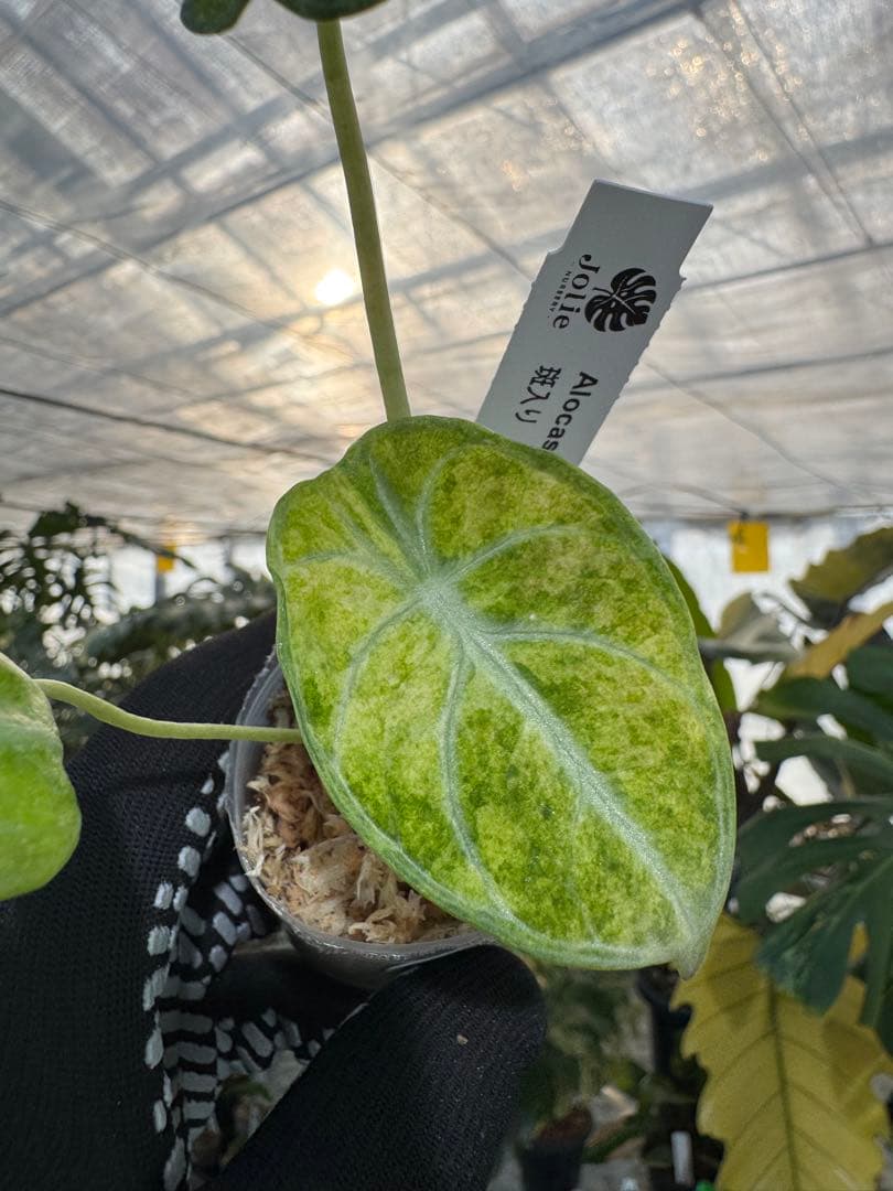 アロカシア ニンジャ 斑入り 2号【深緑の葉に映える美しい斑