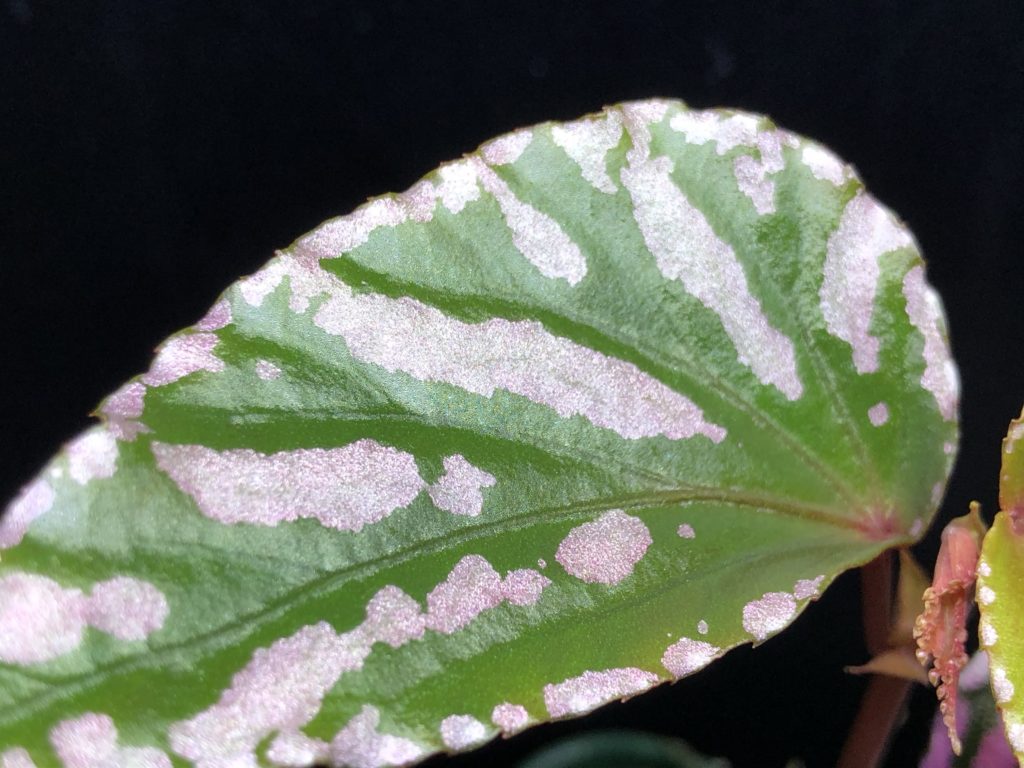 ベゴニアsp.ジュラウ ぼっち株❣️Begonia sp.Julau Bocchi 原種