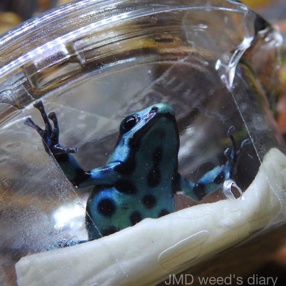 熱帯雨林の宝石💎マダラヤドクガエル マイクロスポット🐸Dendrobates