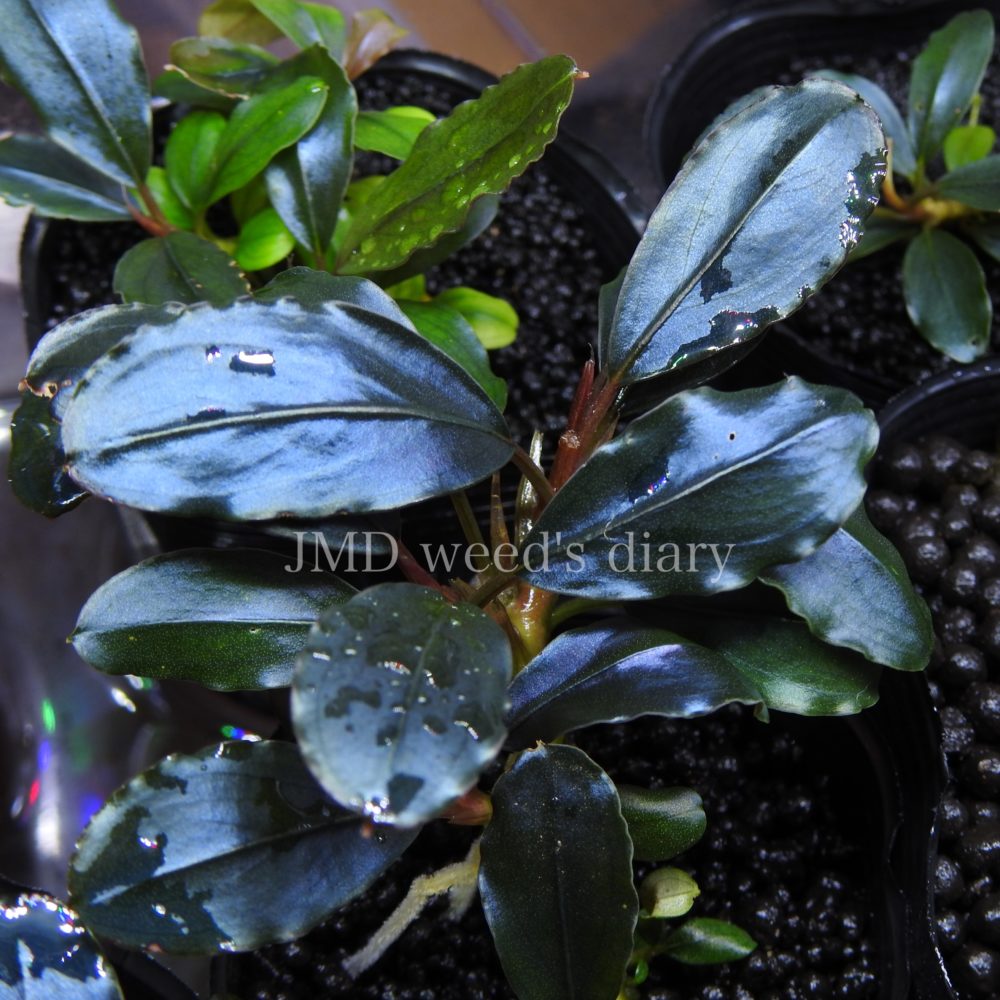 ブセファランドラ sp.パンドラ クイーン🌱Bucephalandra sp. pandora