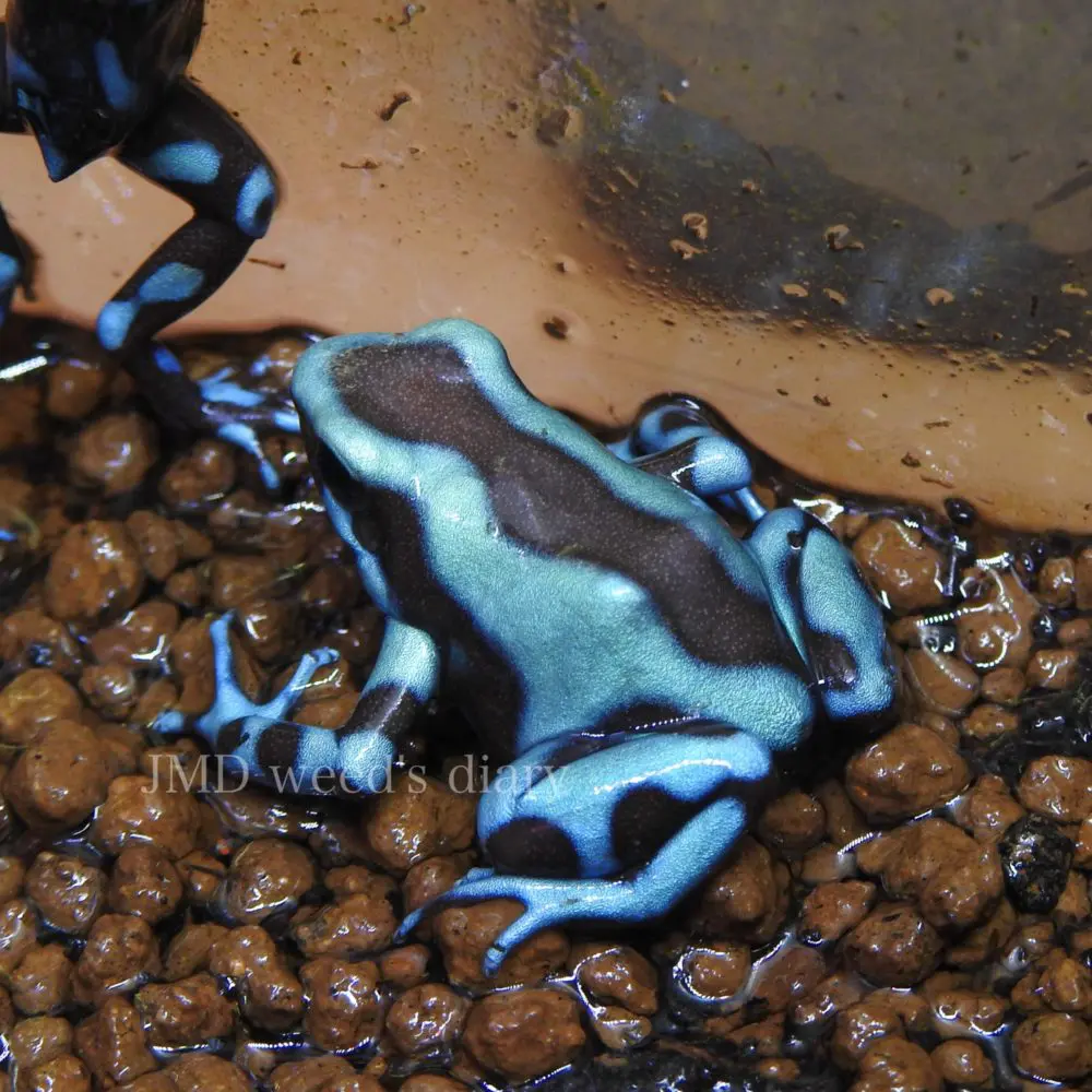 マダラヤドクガエル スーパーブルー Dendrobates auratus “super blue