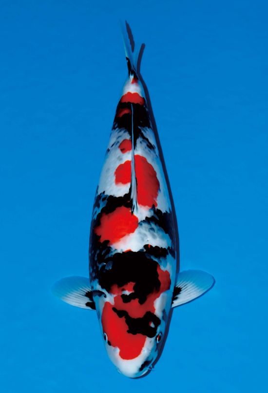 昭和三色 - 錦鯉の品種 - 全日本錦鯉振興会