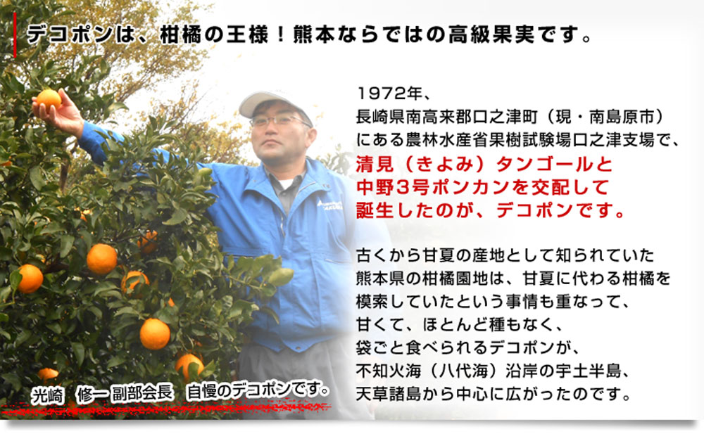 熊本県から産地直送 JAあまくさ デコポン 3L 5キロ (18玉) でこぽん