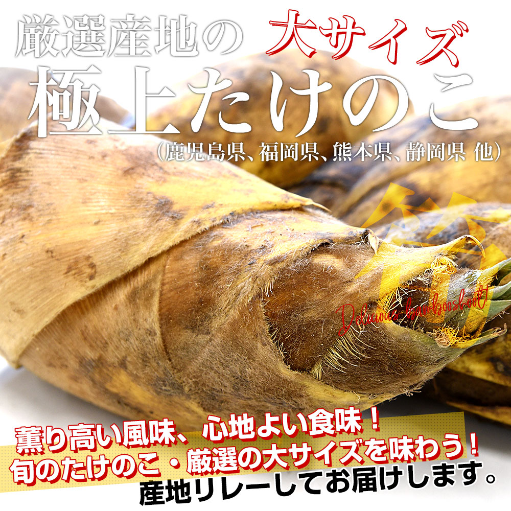 厳選産地の極上たけのこ 大サイズ 約2キロ（2本から4本前後）鹿児島県