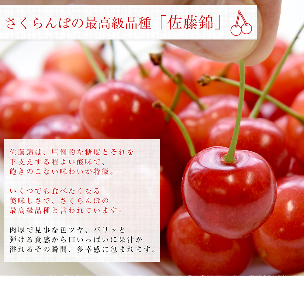 山形から産地直送 山形県JAさがえ西村山「さくらんぼ佐藤錦」 マル秀品