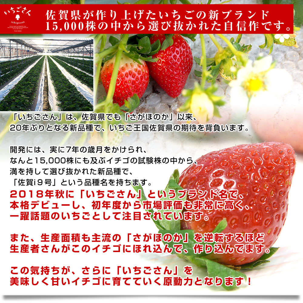 佐賀県より産地直送 JAからつ 新品種いちご いちごさん DX 450g 15粒