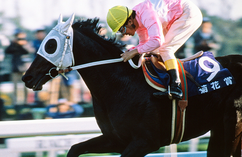 サクラスターオー｜名馬メモリアル｜競馬情報ならJRA-VAN