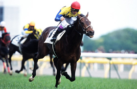 カネヒキリ｜名馬メモリアル｜競馬情報ならJRA-VAN