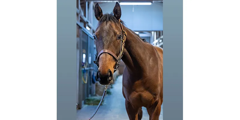 ノーザンファーム空港 厩舎リポート｜2歳馬牧場リポート2024春｜競馬