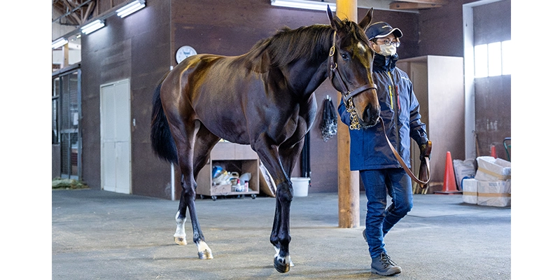 ノーザンファーム早来 厩舎リポート｜2歳馬牧場リポート2025春｜競馬