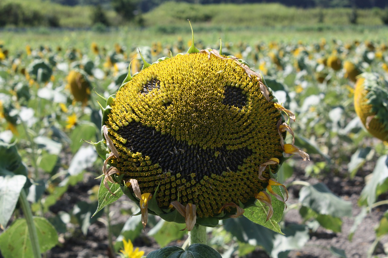 ひまわり開花状況8.18 | 道の駅笠岡ベイファーム