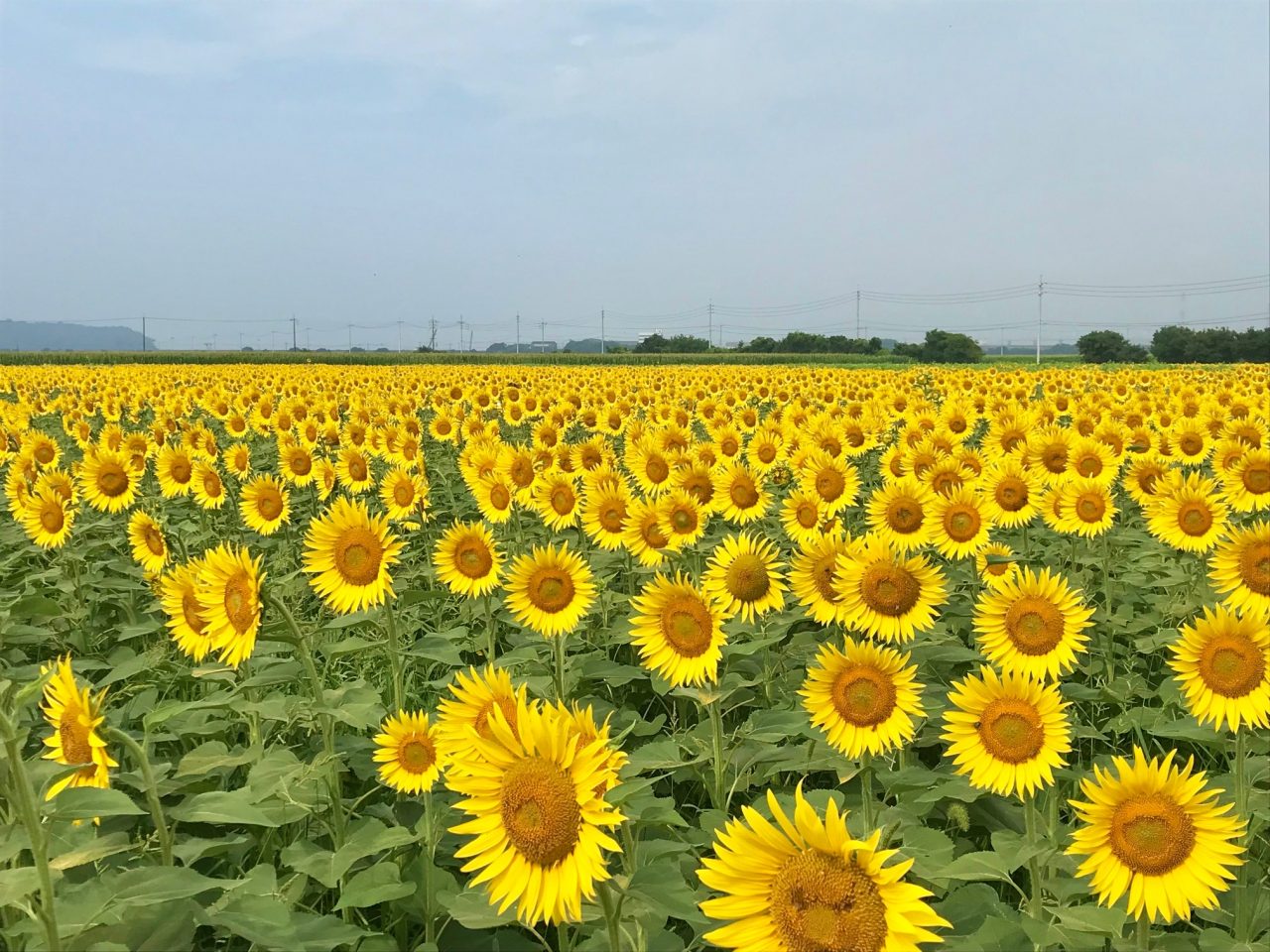 ひまわり2025は？ | 道の駅笠岡ベイファーム