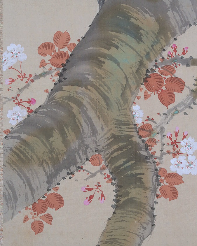 狩野梅斎 桜花双雉図 | 掛軸(掛け軸)販売／表装ご依頼は掛軸いっぷく