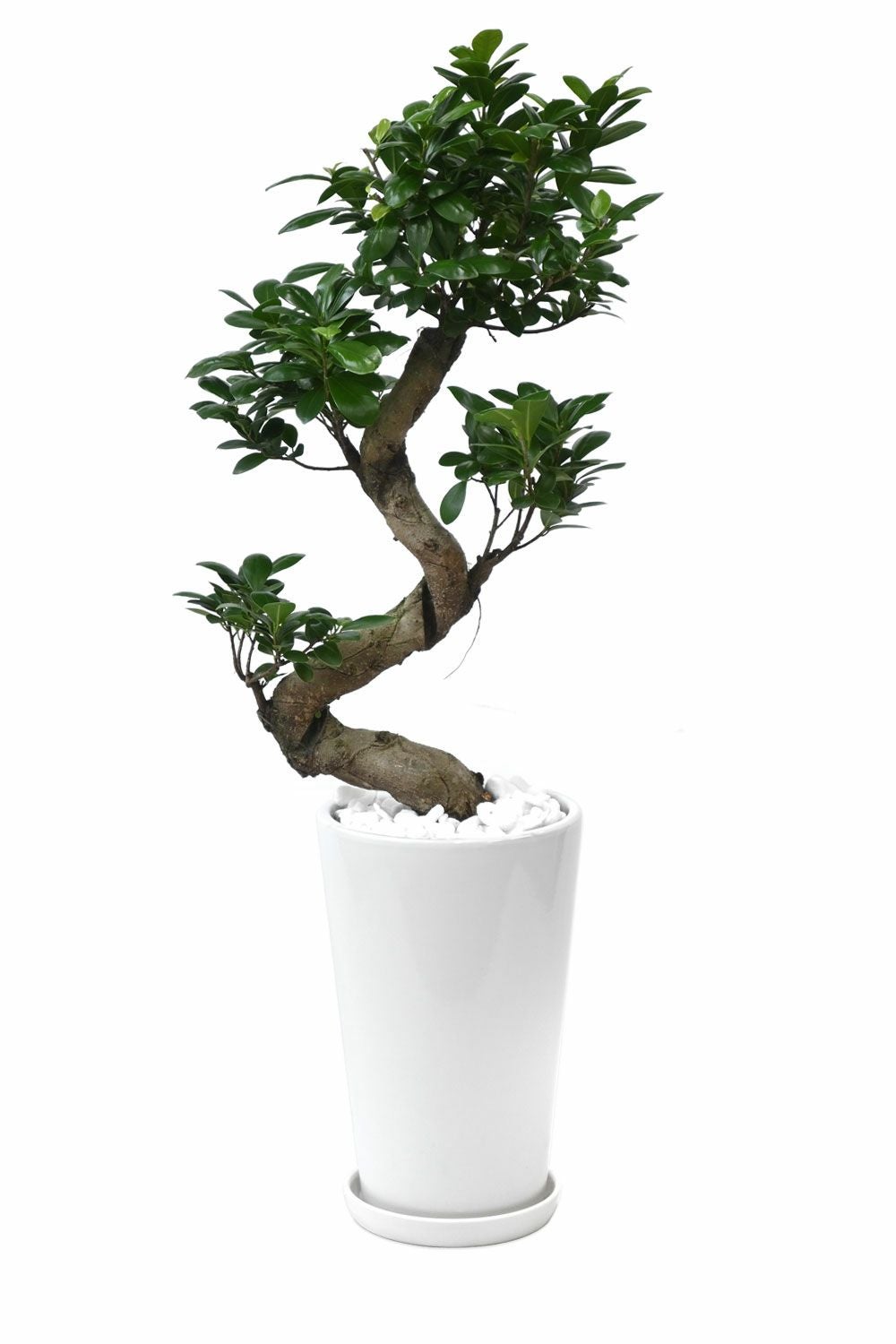 ガジュマル（昇り竜） シャイニーホワイト ラウンドポット 観葉植物 本物