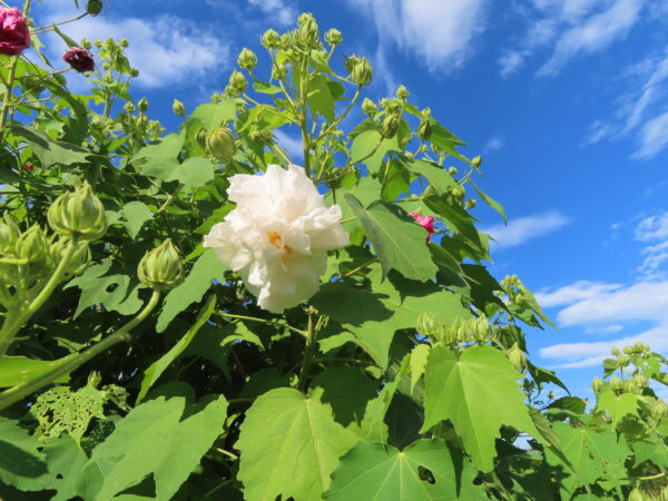 ハギ（白萩）の開花とワタ（綿）の実 - 神奈川県立花と緑のふれあい