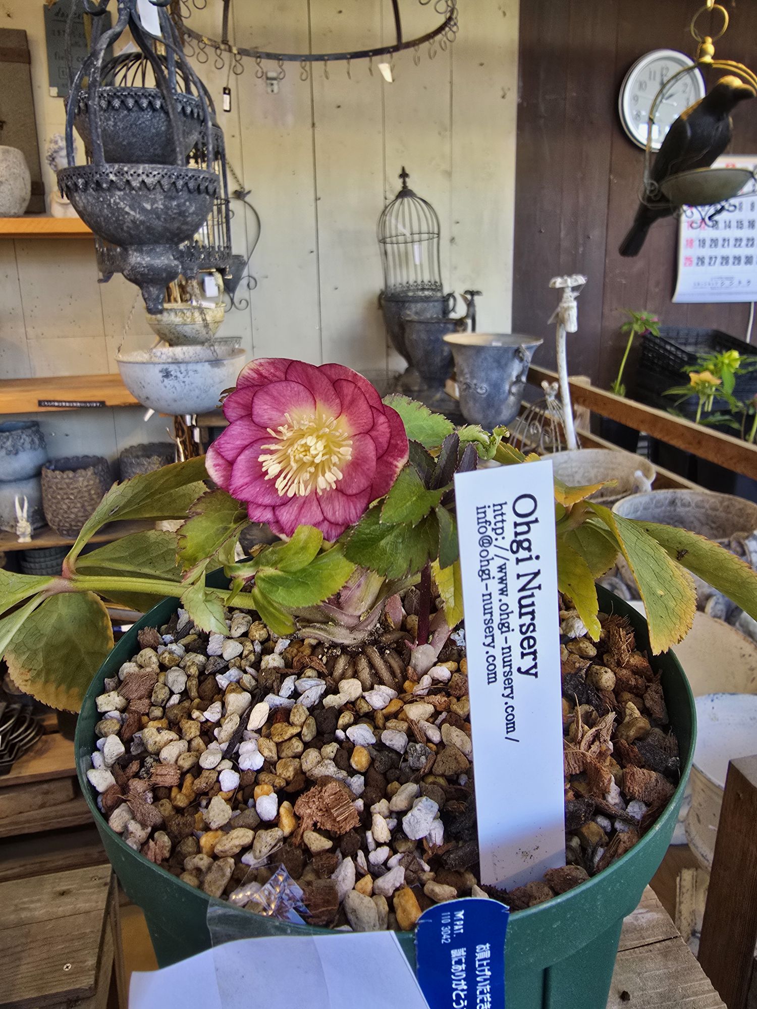 2026年1月6日クリスマスローズ花通販き-11〜き-20 | Kanekyu金久は