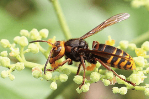 スズメバチ | カエツクリーンサービス｜ビル管理・害虫駆除の専門店