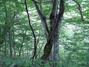 山葡萄蔓採取と樹皮 | ちいくろ工房