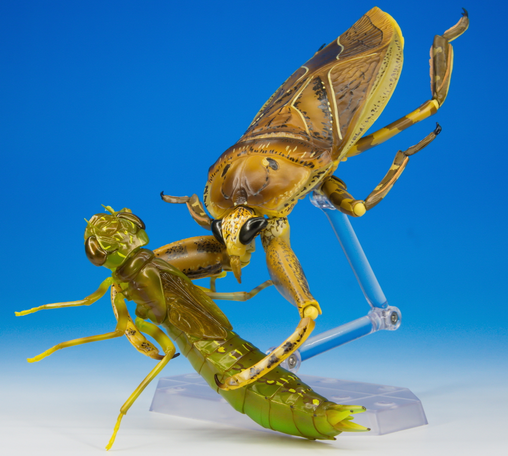 水中の最強捕食昆虫！ 「リボジオ タガメ」先行サンプルレビュー｜海洋