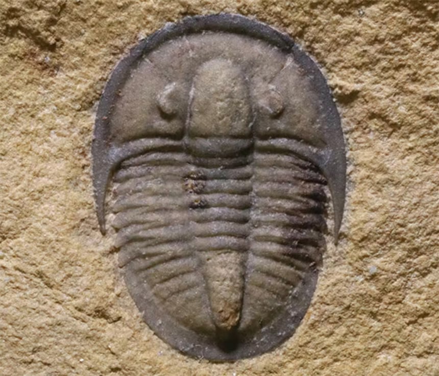 最も保存状態の良い三葉虫の化石が発見され、体の構造が明らかに
