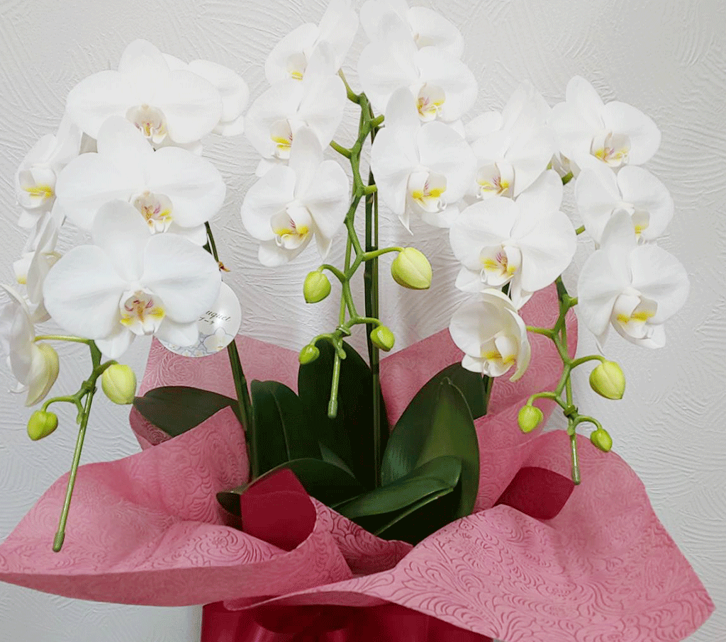 胡蝶蘭： 胡蝶蘭ミディ三本立ち:ホワイトブーケ[フラワーショップ