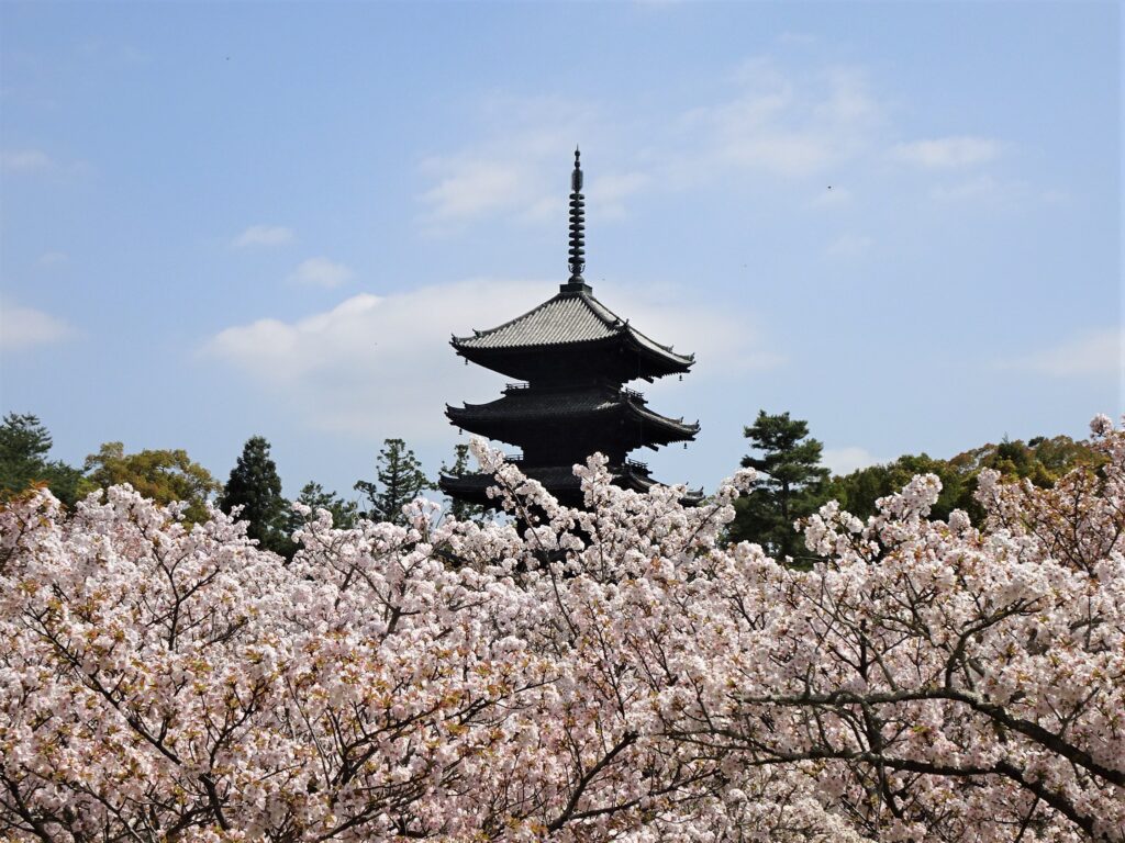 京都・仁和寺、御室桜の海に浮かぶ、五重塔｜地域の風・京都