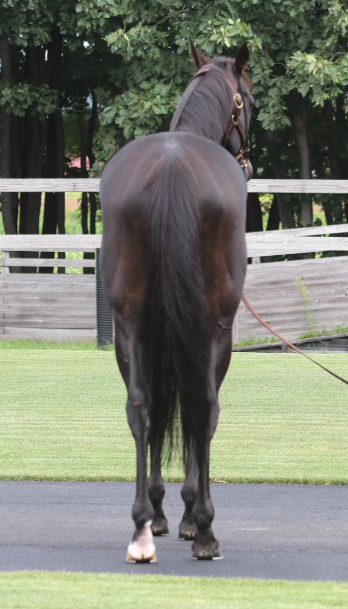 タイミングハート 牡6歳 ※中央競馬 登録抹消 | サラブレッドオークション