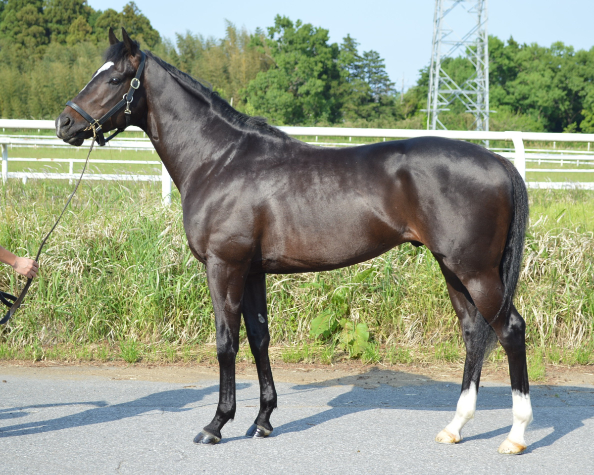 ホワイトマジック 牡3歳 ※中央競馬 登録抹消 | サラブレッドオークション